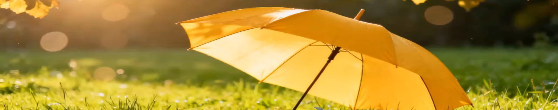 西庭梧桐的空间